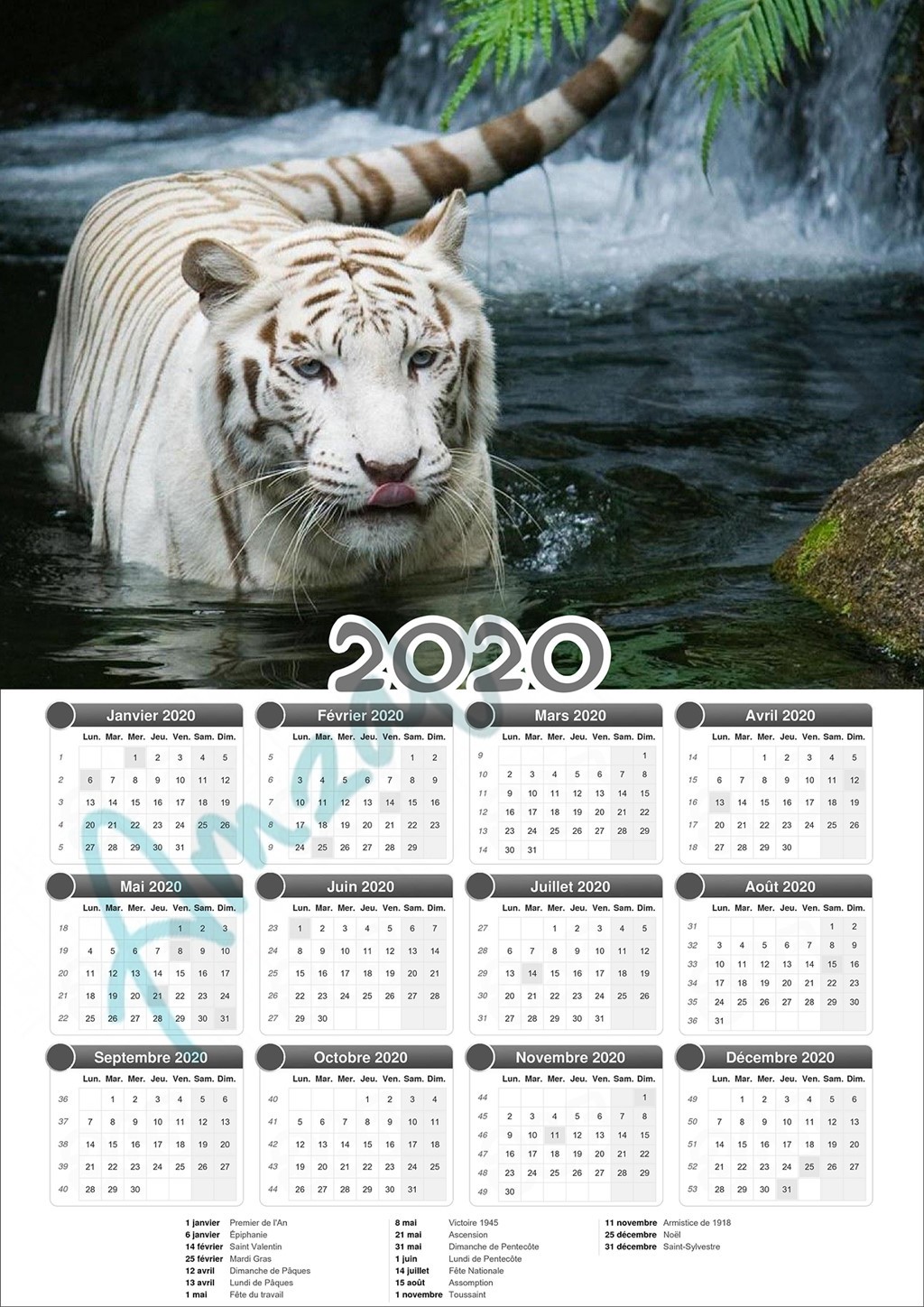 Calendrier collection ANIMAUX TIGRE BLANC V2