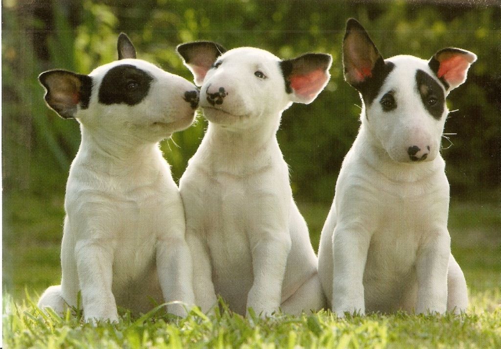 Carte animaux Bull Terrier collection occasions diverses