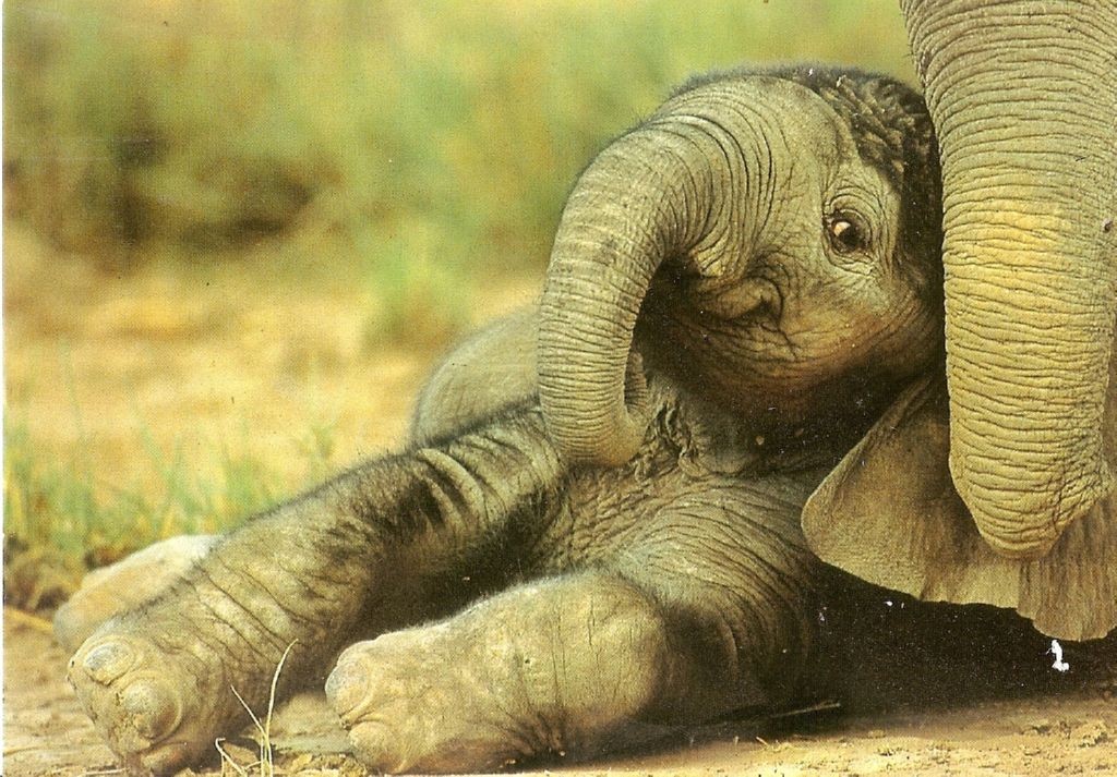 Carte animaux éléphanteau collection occasions diverses